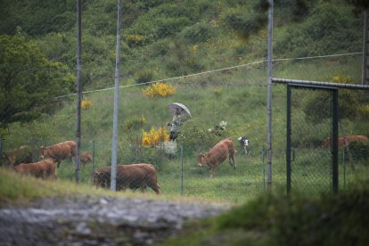 Cristián Moreno regresa con el ganado.