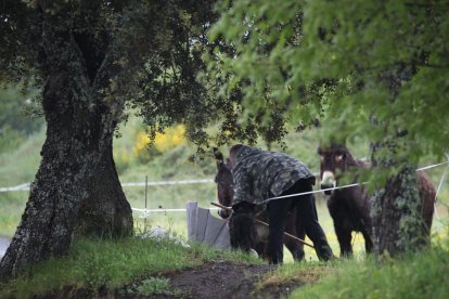 Cristián Moreno regresa con el ganado.