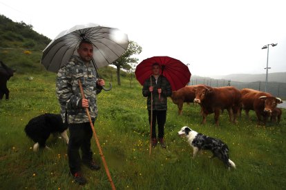 Los hermanos Cristián (26) e Iker (16) Moreno, con su rebaño de vacas limusinas.