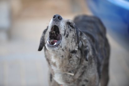 Exposición de perros careas.
