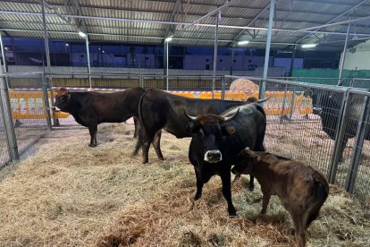 Exposición de la vaca mantequera