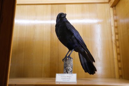Un ejemplar de corneja negra expuesto en la Universidad de León.
