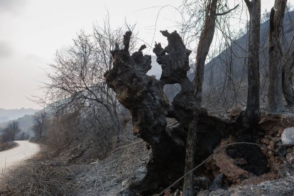 Todo es desolación y olvido en La Cabrera