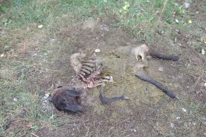 Restos de un animal atacado por el oso en una explotación de Laciana.