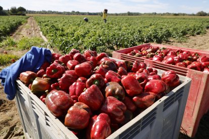 Un remolque cargado de pimientos junto a una huerta.