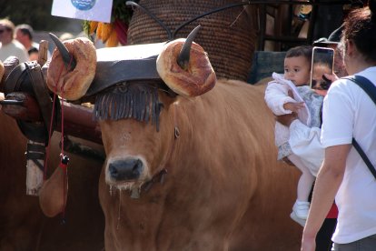Tradicional concurso y desfile de carros engalanados.