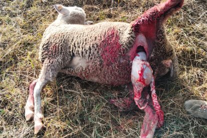 Una oveja atacada por el lobo en Valverde de la Sierra.
