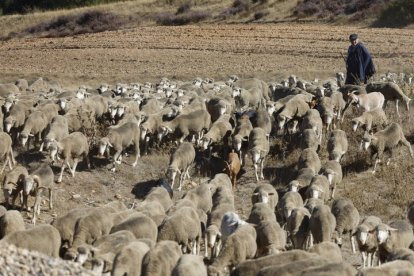 El viaje a pie del rebaño en la jornada en el valle de las Casas.