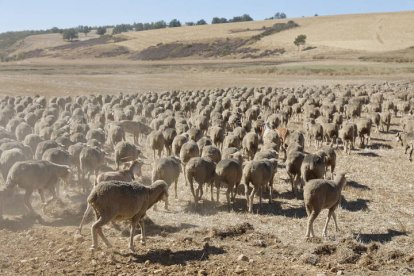 El viaje a pie del rebaño en la jornada en el valle de las Casas.