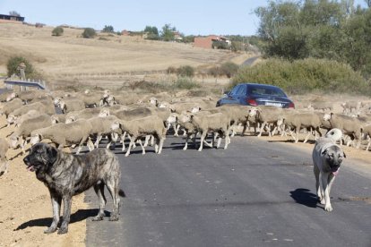El viaje a pie del rebaño en la jornada en el valle de las Casas.
