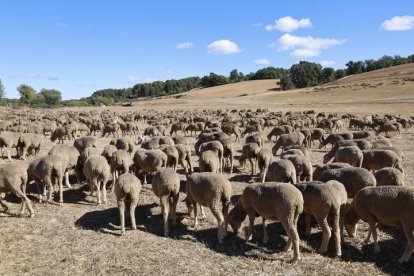 El viaje a pie del rebaño en la jornada en el valle de las Casas.