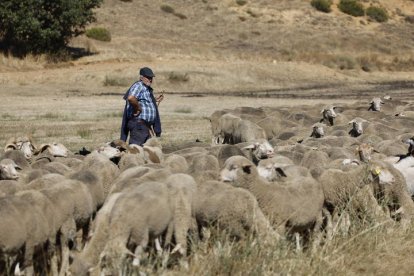 El viaje a pie del rebaño en la jornada en el valle de las Casas.