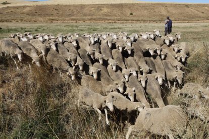El viaje a pie del rebaño en la jornada en el valle de las Casas.