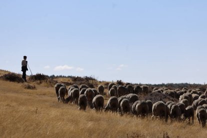 El viaje a pie del rebaño en la jornada en el valle de las Casas.