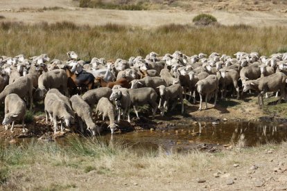 El viaje a pie del rebaño en la jornada en el valle de las Casas.