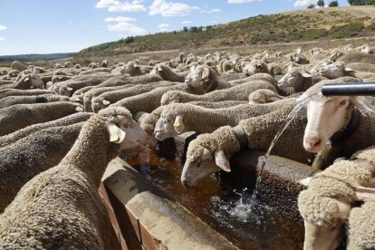 El viaje a pie del rebaño en la jornada en el valle de las Casas.