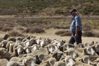 El viaje a pie del rebaño en la jornada en el valle de las Casas.