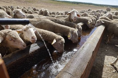 El viaje a pie del rebaño en la jornada en el valle de las Casas.