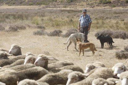 El viaje a pie del rebaño en la jornada en el valle de las Casas.