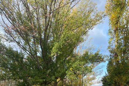 Proyecto Anillo Verde cofinanciado por Junta y Ayuntamiento.