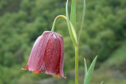 Fritillaria legionensis