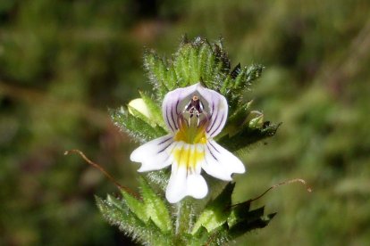 Euphrasia hirtela (eufrasia)