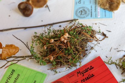 La exposición micológica contó con 189 especies y numerosas visitas.