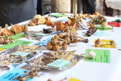 La exposición micológica contó con 189 especies y numerosas visitas.