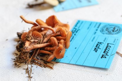 La exposición micológica contó con 189 especies y numerosas visitas.