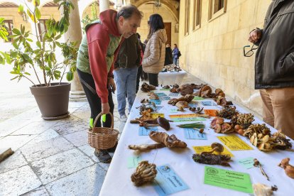 La exposición micológica contó con 189 especies y numerosas visitas.