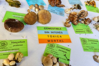 La exposición micológica contó con 189 especies y numerosas visitas.