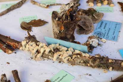 La exposición micológica contó con 189 especies y numerosas visitas.