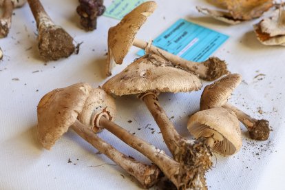 La exposición micológica contó con 189 especies y numerosas visitas.