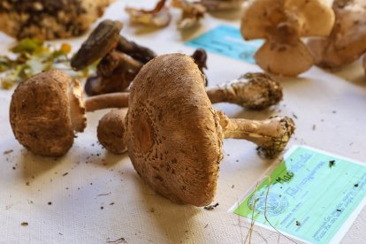 La exposición micológica contó con 189 especies y numerosas visitas.