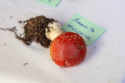 La exposición micológica contó con 189 especies y numerosas visitas.