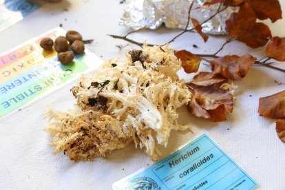 La exposición micológica contó con 189 especies y numerosas visitas.