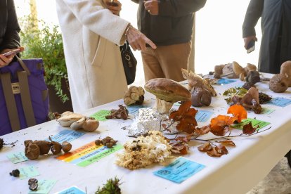 La exposición micológica contó con 189 especies y numerosas visitas.