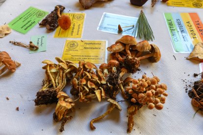 La exposición micológica contó con 189 especies y numerosas visitas.