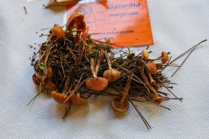 La exposición micológica contó con 189 especies y numerosas visitas.