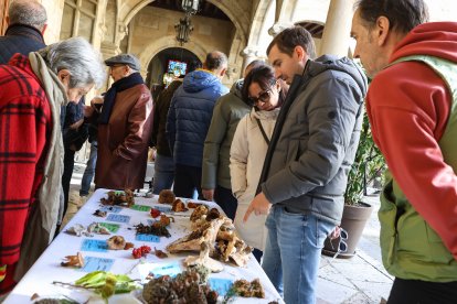 La exposición micológica contó con 189 especies y numerosas visitas.