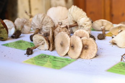 La exposición micológica contó con 189 especies y numerosas visitas.