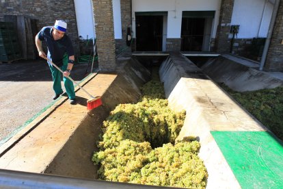 Un operario barre varias cepas de uva.