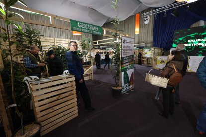 Feria de la Castaña en Carracedelo