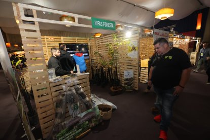 Feria de la Castaña en Carracedelo