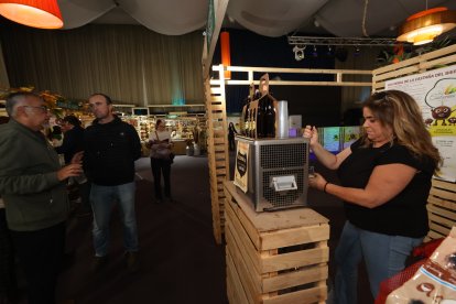 Feria de la Castaña en Carracedelo