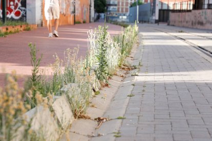 Dejadez y abandono de la línea de Ancho Métrico en León.