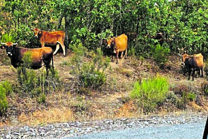 Algunas de las vacas de Riofrío, que rondan las 80.