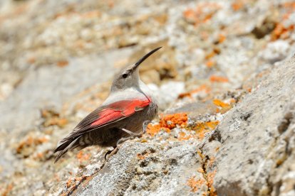 Treparriscos, Ave del Año por SEO/BirdLife en España en 2025.