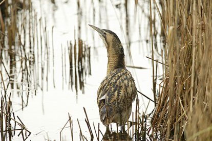Avetoro común, Ave del Año por SEO/BirdLife en España en 2024.
