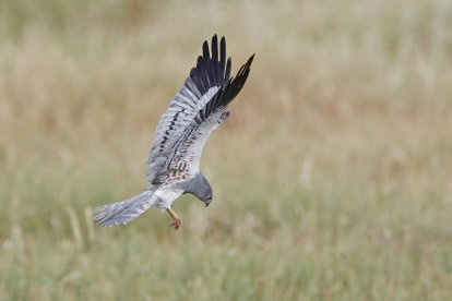 Aguilucho cenizo, Ave del Año por SEO/BirdLife en España en 2023.